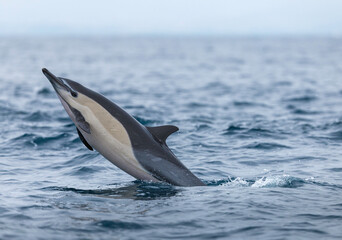 dolphin in the water, laguna beach, California 