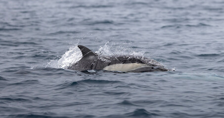 dolphin in the water