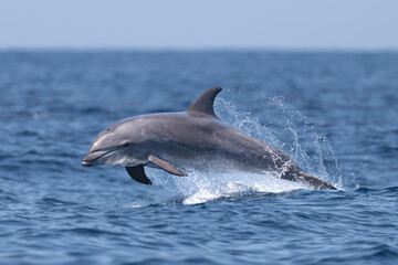 bottlenose, dolphin jumping out of water, laguna beach 