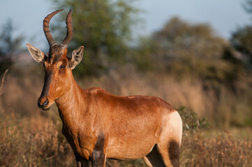 Red hartebeest in the african bush