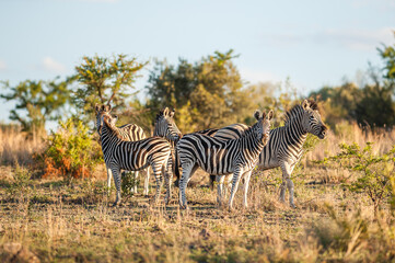 Obraz premium Family of plains zebra in the african bush