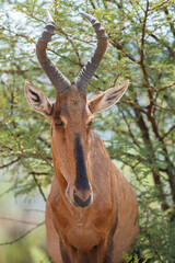 Red hartebeest in the african bush