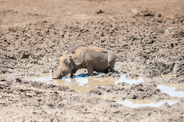 Warthog finds a muddy pool of water in dry dam