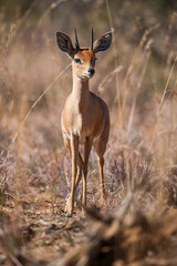 Klipspringer in the african bush