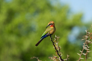 bee eater in a thorn tree