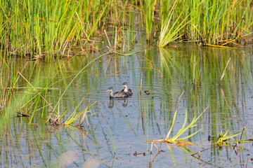  American coot (Fulica americana), young bird