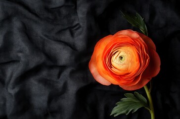 Orange Ranunculus on Black Fabric