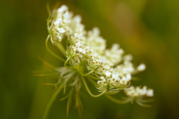 White delicate wild carrot flower on green defocused background
