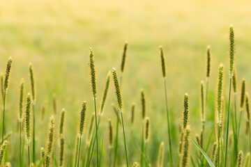 Fototapeta premium Green grass inflorescences lit by the evening sun in contrasting lighting