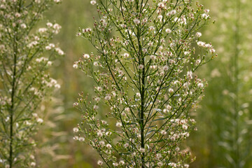 Delicate white wild inflorescences of the Canadian horseweed arranged in stripes on a green meadow background