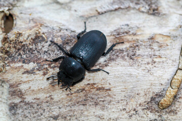 Ein Balkenschröter, Dorcus parallelipipedus auf einem Stück Holz.
