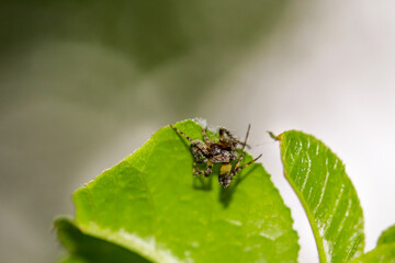 Ein Grün Bucklige Kreuzspinne auf einem Blatt.
