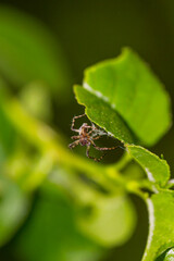 Ein Grün Bucklige Kreuzspinne auf einem Blatt.