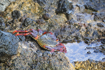 Eine rote Klippenkrabbe oder auch rote Felsenkrabbe auf einem Felsen am Meer.
