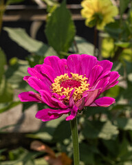 Obraz premium Vibrant pink flower, full bloom against a soft garden background