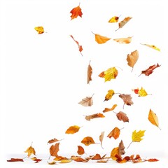 Fototapeta premium autumn leaves falling on white background.