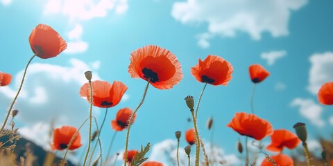 Fototapeta premium red poppy flowers in romantic nature landscape with sky 