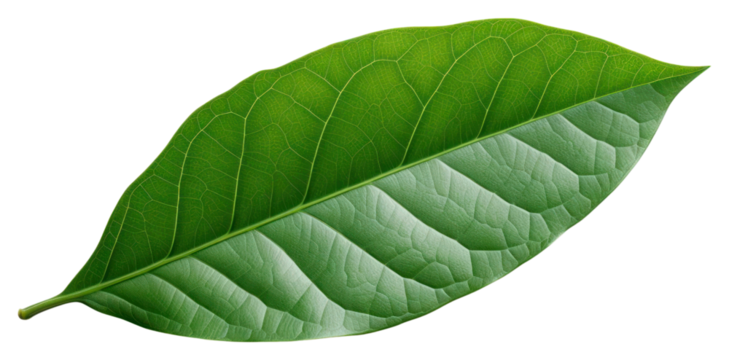 PNG A mini beautiful leaf plant white background freshness.