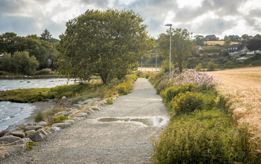 Norwegian walkway road at shore with wheat field and moody sunlight at sunset