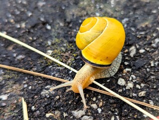 Close-up of a snail with a slightly yellowish shell crawling over wet asphalt and leaving a slimy...