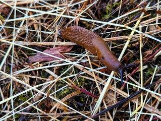 Close up of a brown slug on the edge of a path on a wet day in autumn