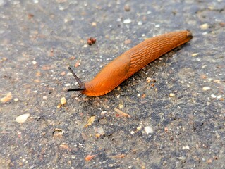 Close up of a brown slug on the edge of a path on a wet day in autumn