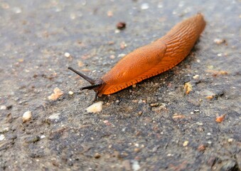 Close up of a brown slug on the edge of a path on a wet day in autumn