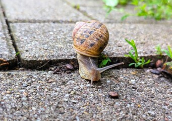 Close-up of a Cornu aspersum, a garden snail, with a large spotted shell on its back, crawling over the ground looking for something to eat