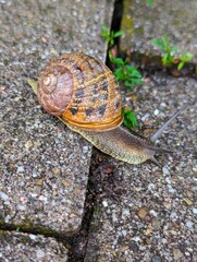 Close-up of a Cornu aspersum, a garden snail, with a large spotted shell on its back, crawling over the ground looking for something to eat