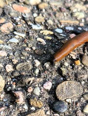 Close up of a brown slug on the edge of a path on a wet day in autumn