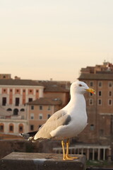 seagull on the pier