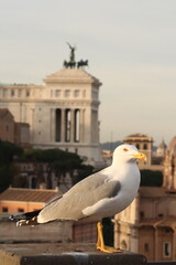 seagull on the roof