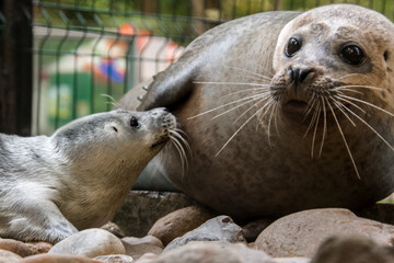 Newborn baby harbor seal on the ground © belizar
