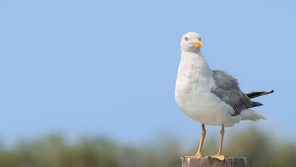 A Seagull (Larinae) On A Wooden Pole