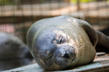 Newborn baby harbor seal on the ground © belizar