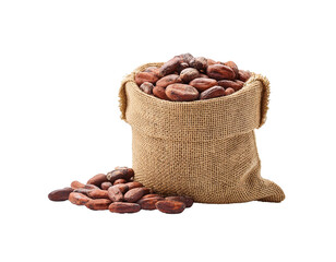 Harvested cocoa beans in jute bag, isolated on white background
