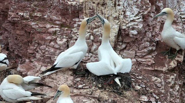 Basst&ouml;lpel, Morus bassanus, Helgoland