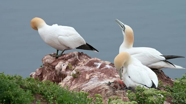 Basst&ouml;lpel, Morus bassanus, Helgoland