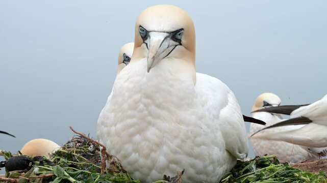 Basst&ouml;lpel, Morus bassanus, Helgoland