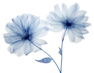 Obraz premium PNG Ethereal translucent blue flowers