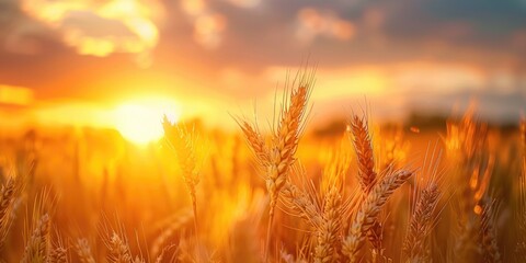 Fototapeta premium Sunset over a cereal field during wheat harvest season