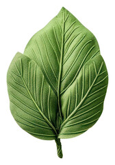 Obraz premium PNG A leaf plant food white background.