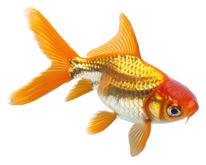 Fototapeta premium PNG Goldfish isolated on white background goldfish animal sea life.