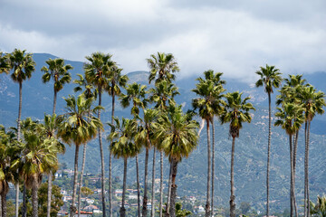 palm trees against the mountain