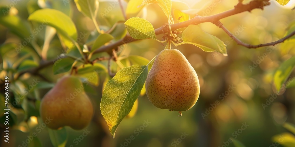 Canvas Prints immature pear fruit hanging on a tree branch shallow depth of field growing in the garden