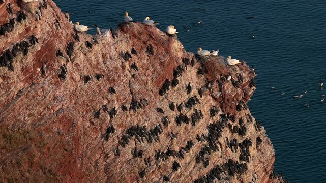 Basst&ouml;lpel, Morus bassanus, Helgoland, Sonnenuntergang