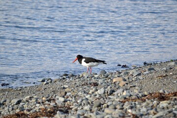 Oyster Catcher on the beach