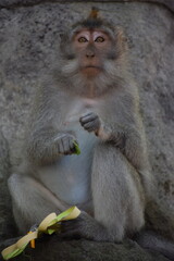 Monkey's midday rest