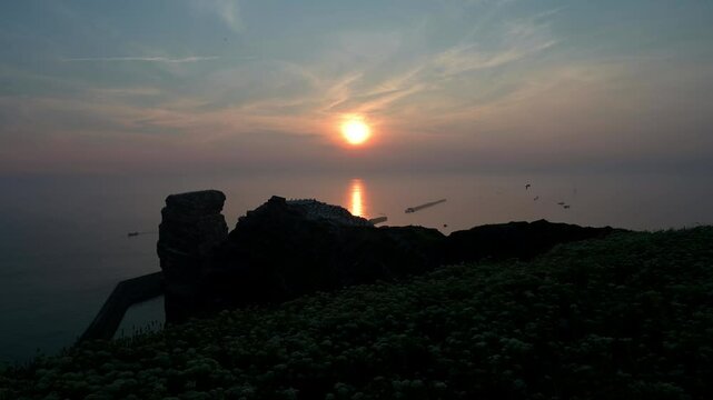 Basst&ouml;lpel, Morus bassanus, Helgoland, Sonnenuntergang