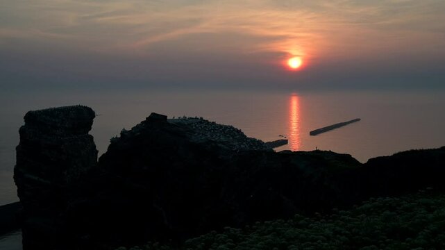 Basst&ouml;lpel, Morus bassanus, Helgoland, Sonnenuntergang